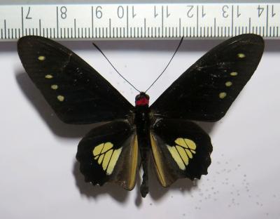 Insects and More - Parides chabrias male *Peru*