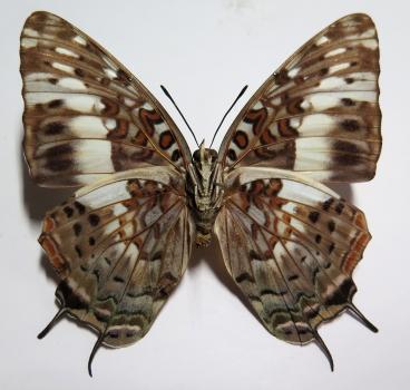 Insects And More - Charaxes