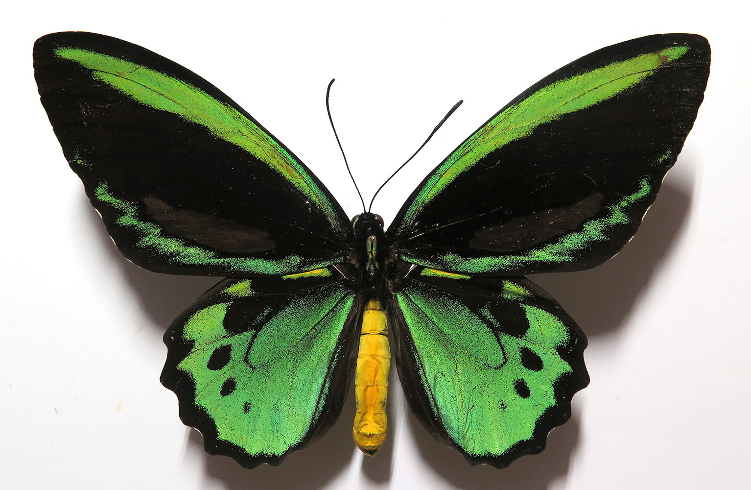 Insects and More - Ornithoptera priamus euphorion male, ABERRATION ...