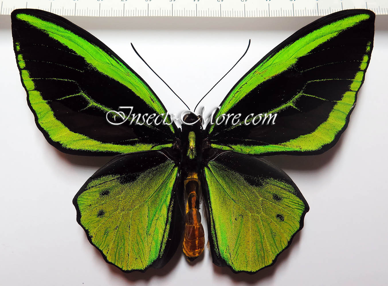 Insects and More - Ornithoptera priamus poseidon male, variation *Arfak*