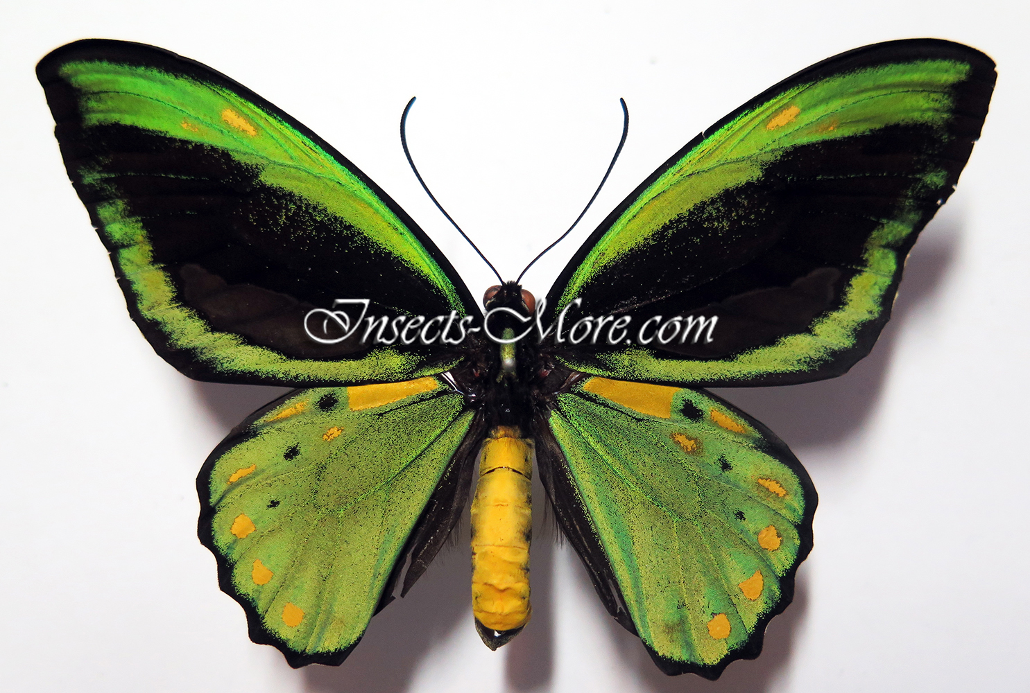 Insects and More - Ornithoptera priamus euphorion male ABERRATION ...