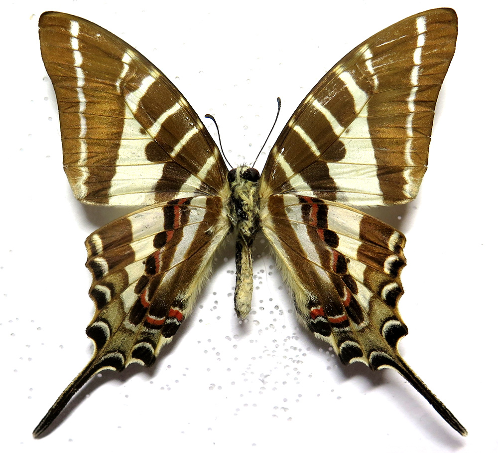 Insects and More - Graphium aristeus hermocrates *Thailand*