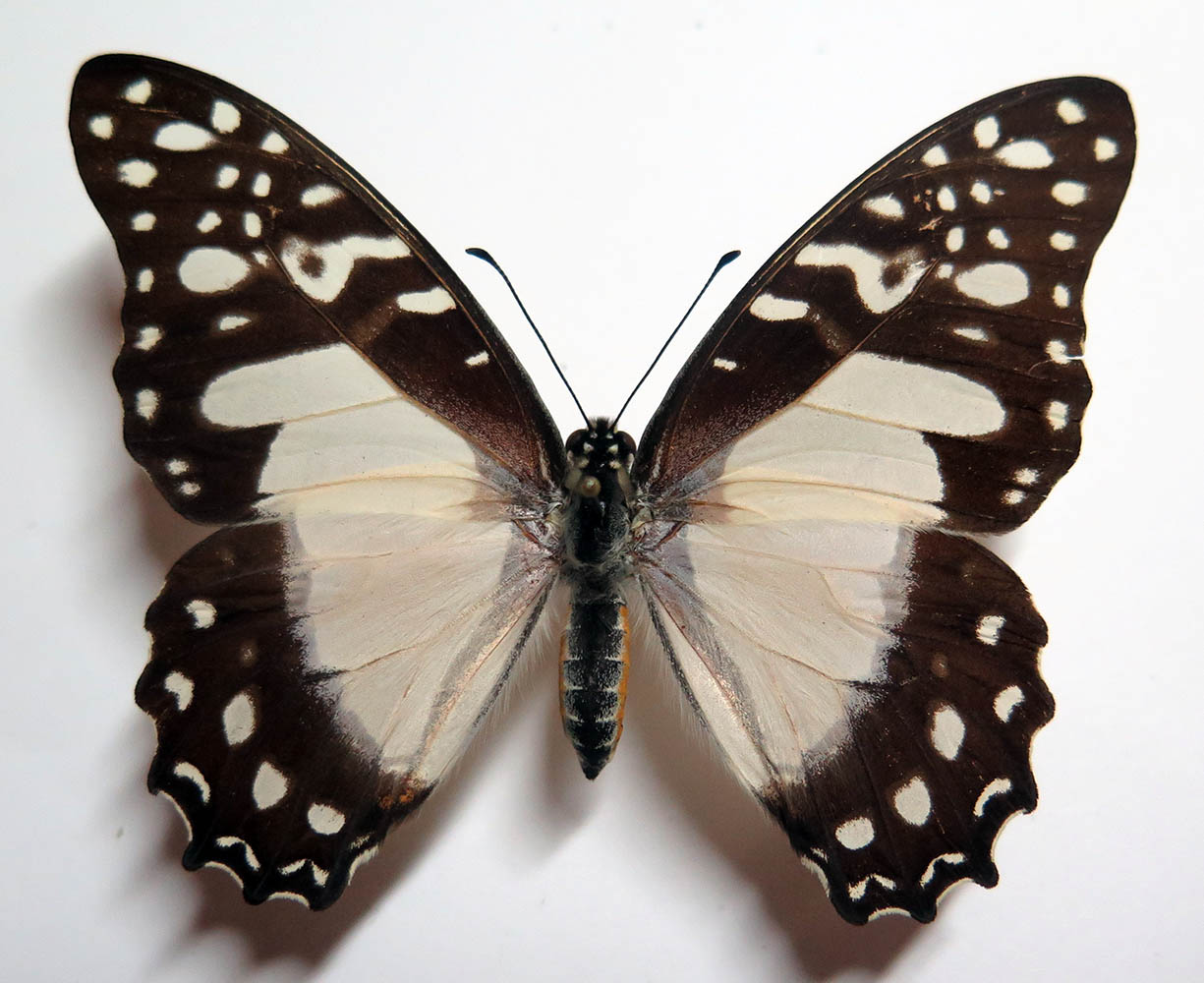 Insects and More - Graphium angolanus angolanus female *Zaire*