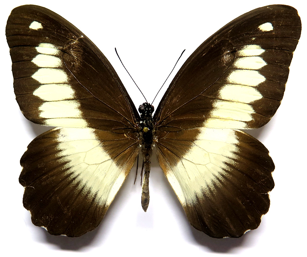 Insects and More - Papilio zenobia male *Bangui*