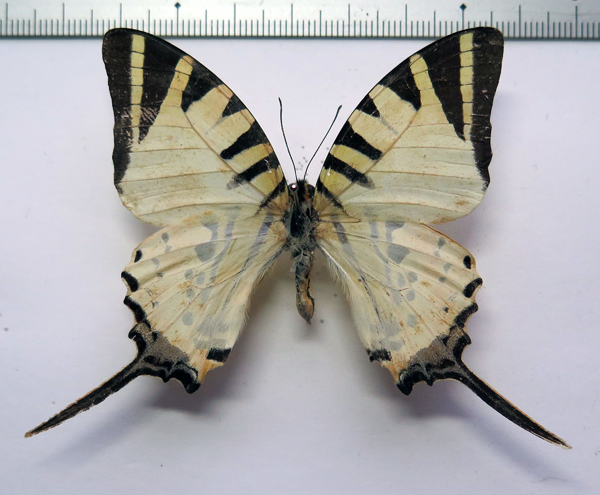 Insects and More - Graphium antiphates pompilius female *India*