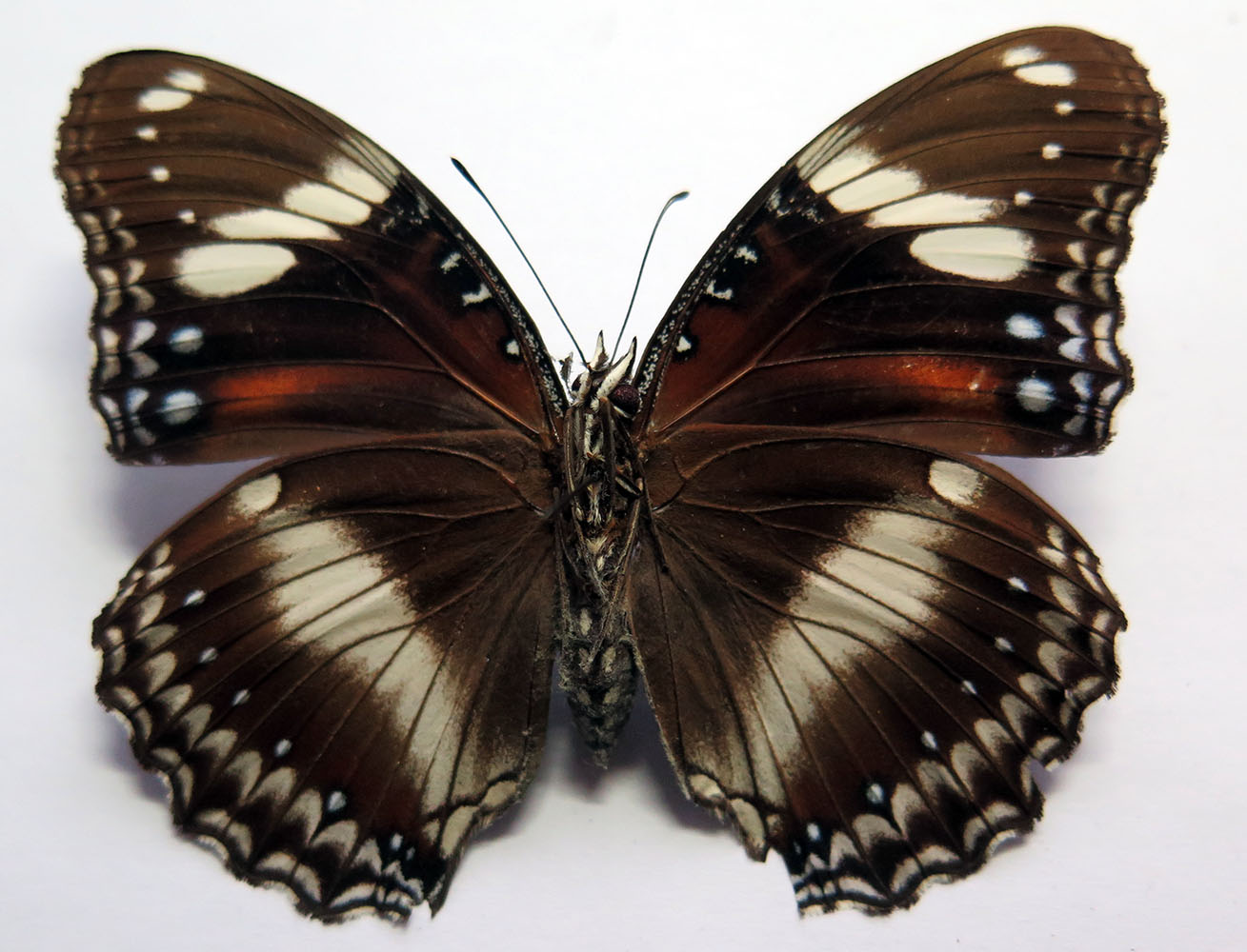 Болина бабочка фото