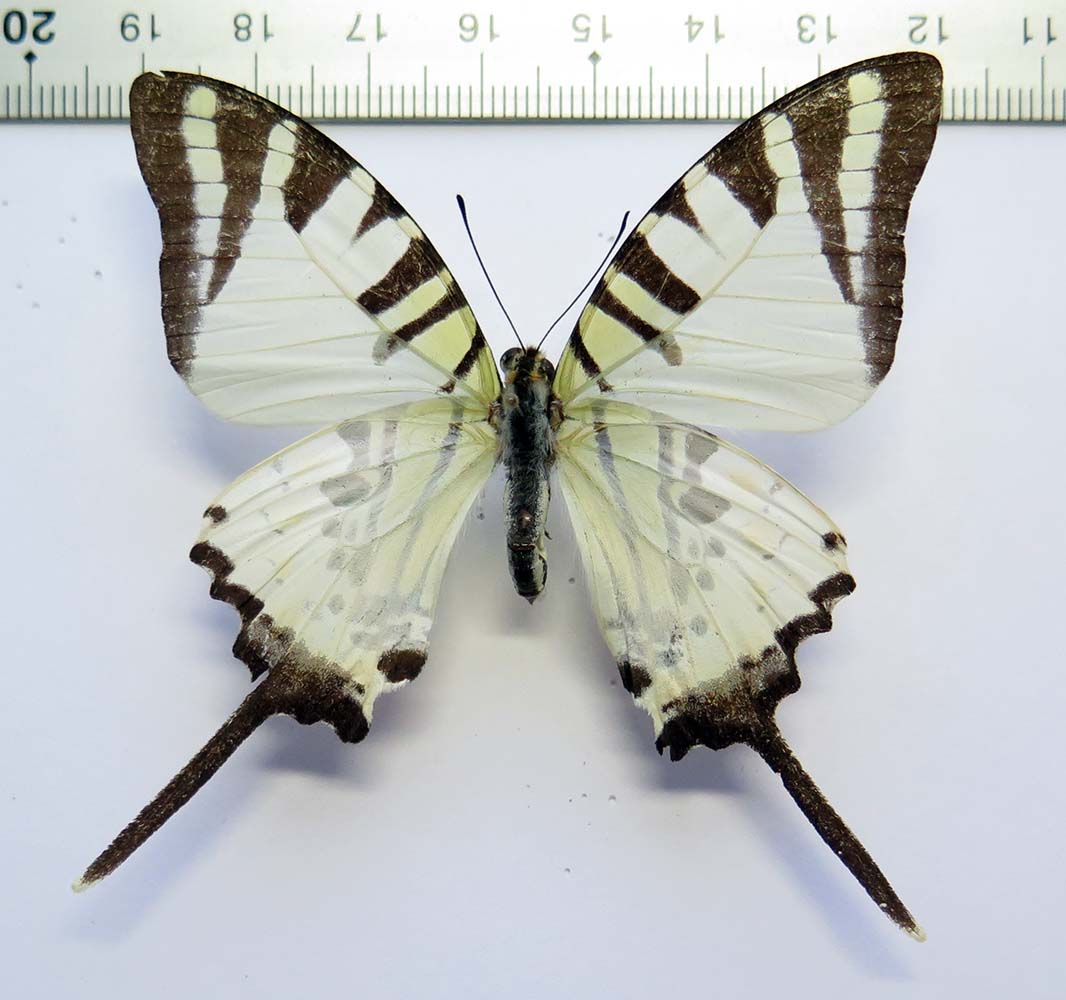 Insects and More - Graphium antiphates balius female *Bali Island*