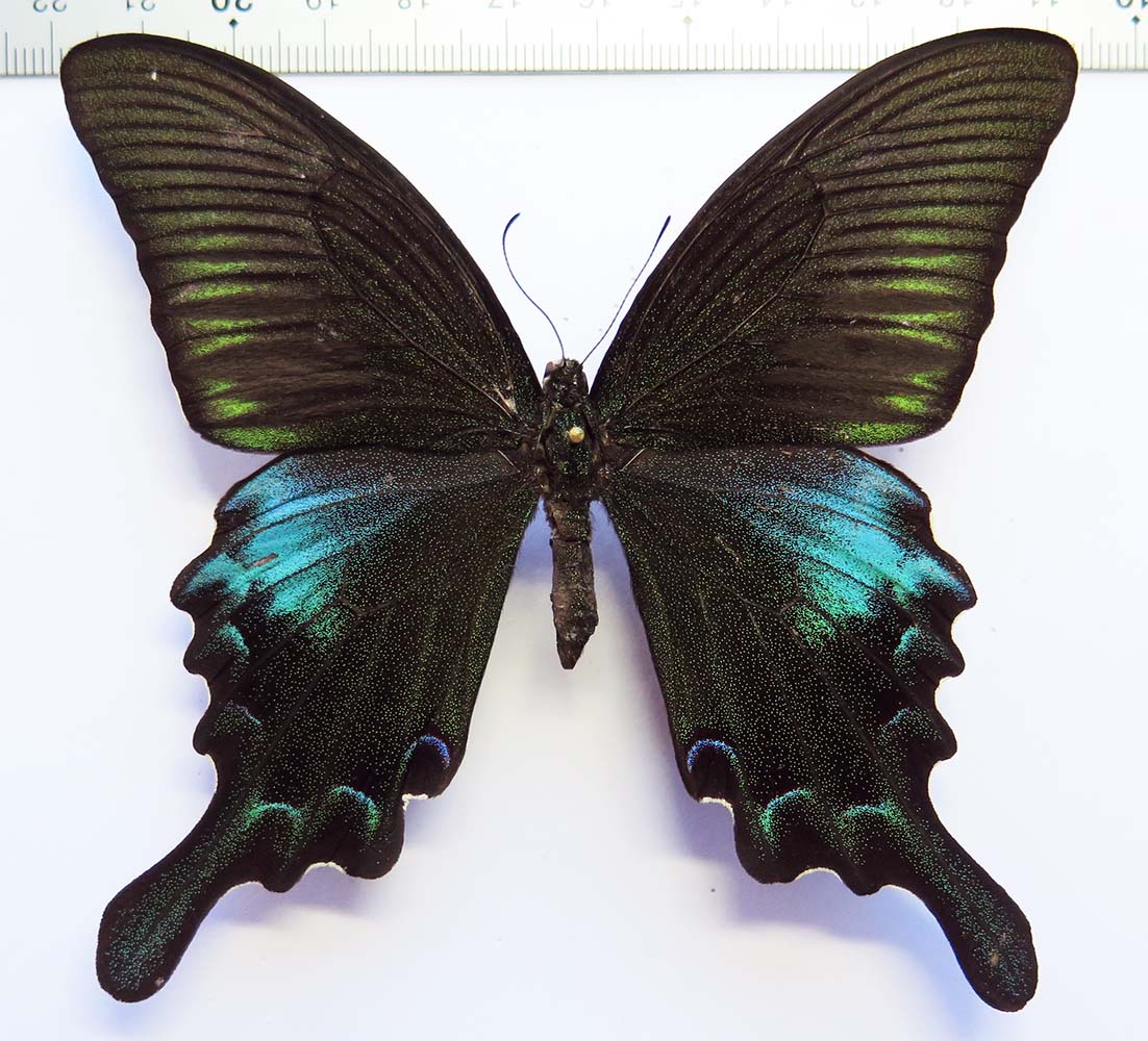 Insects and More - Papilio bianor gladiator male *Thailand*