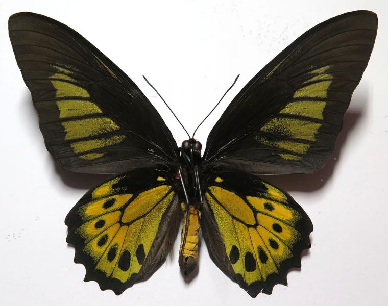 Insects and More - Ornithoptera gebeensis x Troides oblongomaculatus ...